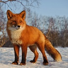 d0minikfox